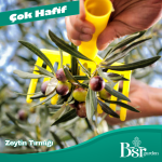 Zeytin Tırmığı 5 Adet - Bsr Garden