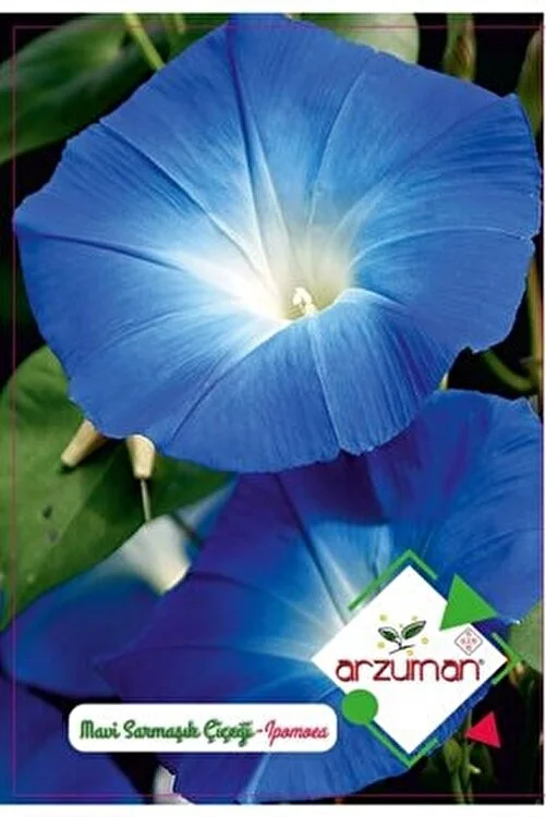Mavi İri Sarmaşık Çiçeği Tohumu ( Arzuman )