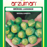 Brüksel Lahana Tohumu ( Arzuman )