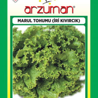 İri Kıvırcık Marul Tohumu ( Arzuman ) - 10 GR