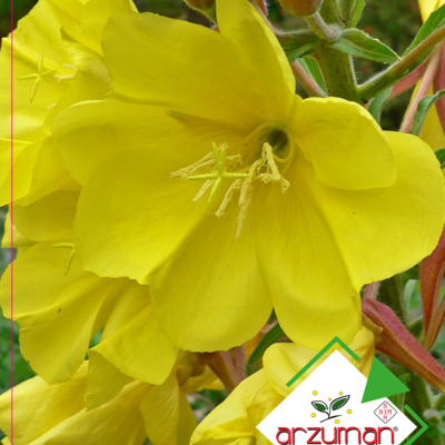 Dilber Kirpiği Çiçeği Tohumu ( Arzuman )