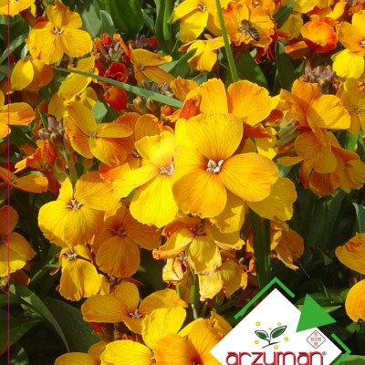 Sarı Şebboy Çiçeği ( Arzuman )