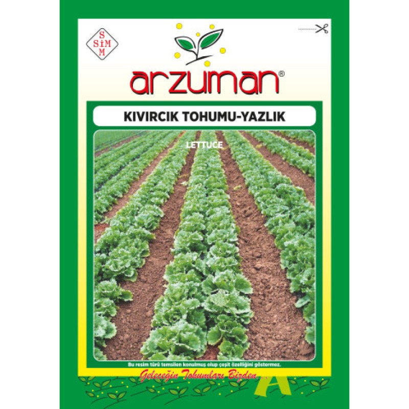 Yazlık Kıvırcık Marul Tohumu ( Arzuman ) - 10 GR