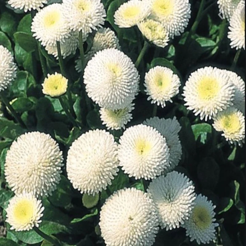 Bellis Perennis Beyaz Ponpon İngiliz Çayır Papatyası Çiçeği Tohumu(100 tohum) TohumBox