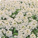 Kuğu Güzeli Alisyum Çiçeği Tohumu(100 tohum) TohumBox