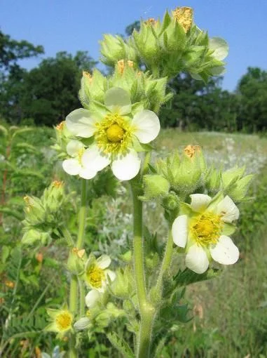 Potentilla arguta Çiçeği Tohumu(100 tohum) TohumBox