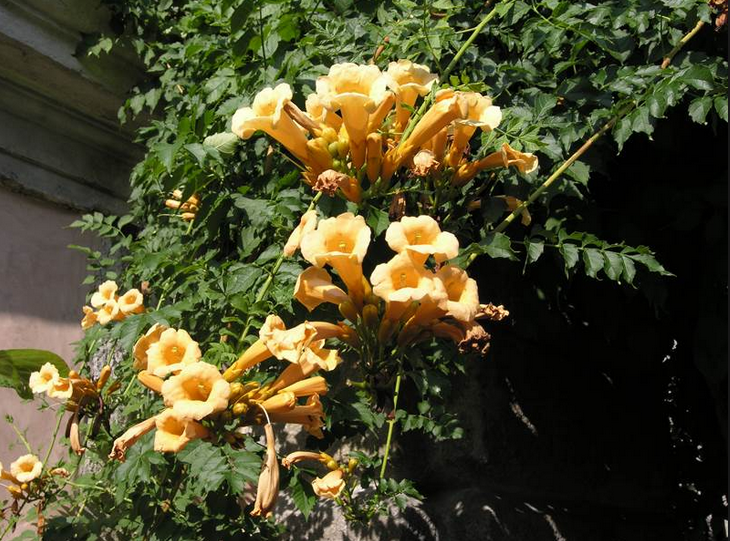 Nadir Sarı Acem Borusu Çiçeği Tohumu (4 tohum) TohumBox