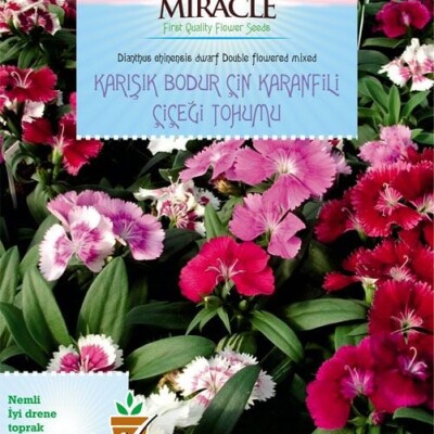 Karışık Renkli Bodur Çin Karanfili Çiçeği Tohumu (100 tohum) Miracle